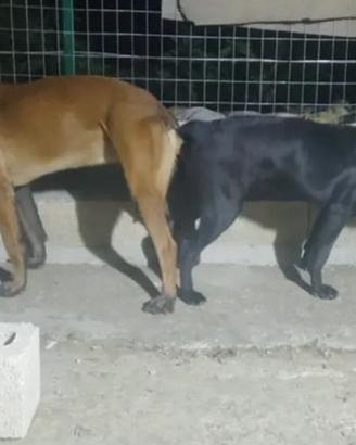 Fattrice malinois total black