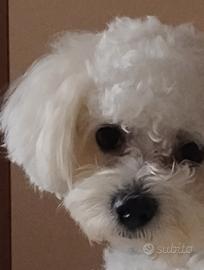 Maltipoo femmina