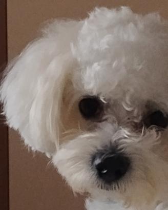 Maltipoo femmina