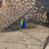 Animali