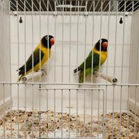 Inseparabili personata