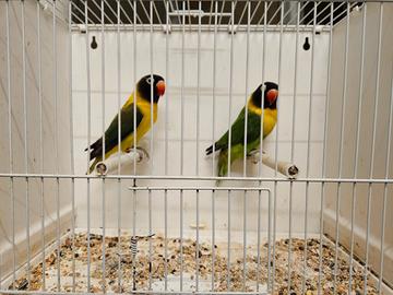 Inseparabili personata