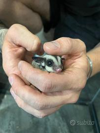 Coppie petauri dello zucchero