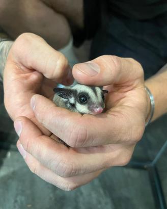 Coppie petauri dello zucchero