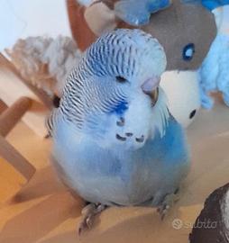 Pappagalli cocorite stupendi