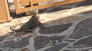 Gatto