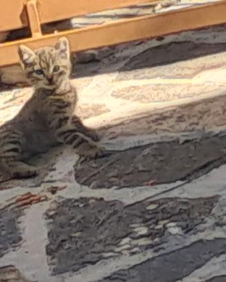 Gatto
