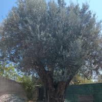 Albero ulivo da giardino