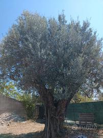 Albero ulivo da giardino