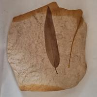 Fossili antichi e pietre