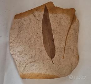 Fossili antichi e pietre