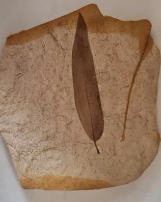Fossili antichi e pietre