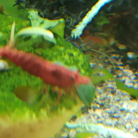 Caridine red fire di alta qualità