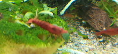 Caridine red fire di alta qualità