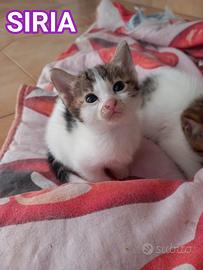 Siria: dolcissima gattina in adozione