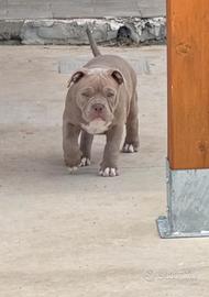 American bully