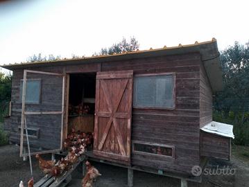pollaio per galline 