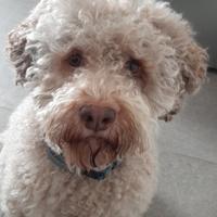 Cane Lagotto accoppiamento