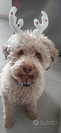 Cane Lagotto accoppiamento