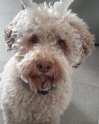 Cane Lagotto accoppiamento