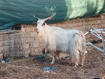 Maschio di capra