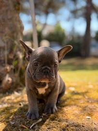 Bulldog francese maschio