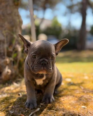 Bulldog francese maschio