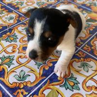 Jack russel
