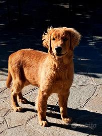 Cucciolo di 6 mesi golden retriever americano