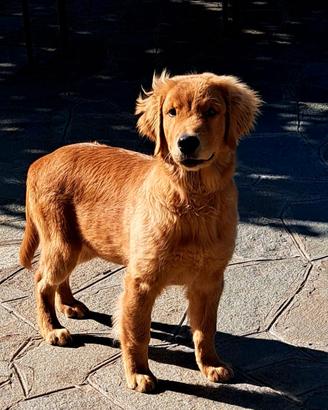 Cucciolo di 6 mesi golden retriever americano