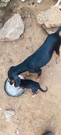 Cuccioli cani da caccia segugio