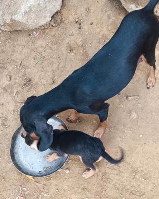 Cuccioli cani da caccia segugio