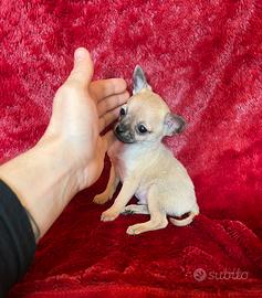 Chihuahua maschio crema con muso nero mini Toy