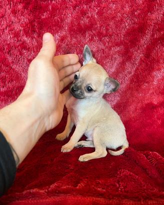 Chihuahua maschio crema con muso nero mini Toy