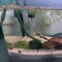 Lumache d'acquario