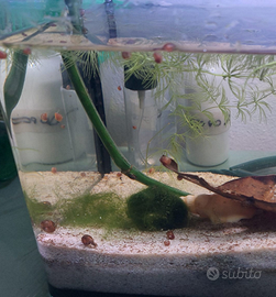 Lumache d'acquario