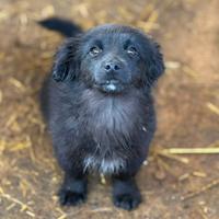 VANGA, tenera cucciola TAGLIA PICCOLA