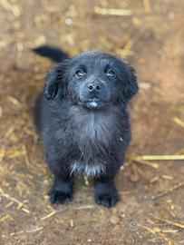 VANGA, tenera cucciola TAGLIA PICCOLA