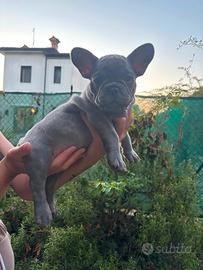 Bulldog francese femmina