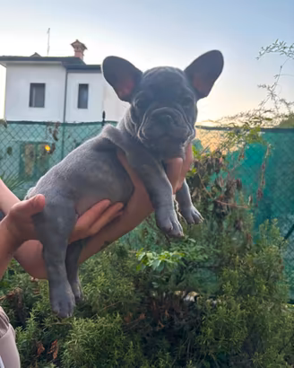 Bulldog francese femmina