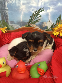 Cuccioli Yorkshire Biewer Terrier Tricolore