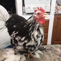 Galline