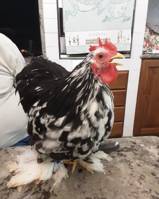 Galline