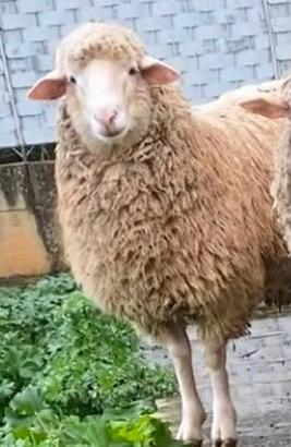 Pecore