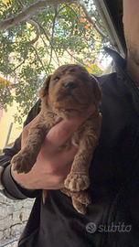 Cuccioli di barboncino Toy Toy