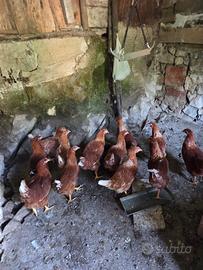 Galli, galline e pulcini