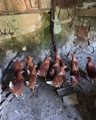Galli, galline e pulcini