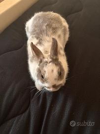 Coniglio maschio 6-7 mesi