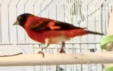 Cardinalini del Venezuela coppia