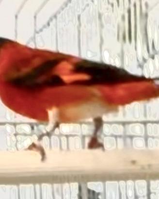 Cardinalini del Venezuela coppia